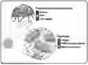 Fig. 01 - MICROFLUIDIC ASSEMBLY OF MITOCHONDRIA-LOADED MICROPARTICLES FOR ON-DEMAND DELIVERY