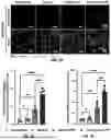 Fig. 09 - MICROFLUIDIC ASSEMBLY OF MITOCHONDRIA-LOADED MICROPARTICLES FOR ON-DEMAND DELIVERY