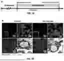 Fig. 16 - MICROFLUIDIC ASSEMBLY OF MITOCHONDRIA-LOADED MICROPARTICLES FOR ON-DEMAND DELIVERY