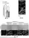 Fig. 17 - MICROFLUIDIC ASSEMBLY OF MITOCHONDRIA-LOADED MICROPARTICLES FOR ON-DEMAND DELIVERY