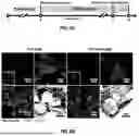 Fig. 19 - MICROFLUIDIC ASSEMBLY OF MITOCHONDRIA-LOADED MICROPARTICLES FOR ON-DEMAND DELIVERY