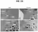 Fig. 08 - MICROBIAL METABOLITES ON INTESTINAL INFLAMMATION