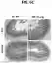 Fig. 35 - MICROBIAL METABOLITES ON INTESTINAL INFLAMMATION