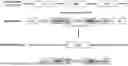 Fig. 01 - ONCOLYTIC VIRUS SIMULTANEOUSLY EXPRESSING CD55 AND CD59