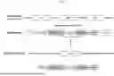 Fig. 02 - ONCOLYTIC VIRUS SIMULTANEOUSLY EXPRESSING CD55 AND CD59