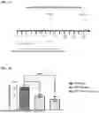 Fig. 09 - SPRAY DRIED FORMULATION OF A CHOLERA TOXIN B SUBUNIT VARIANT