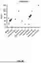 Fig. 43 - ENHANCED DIFFERENTIATION OF BETA CELLS