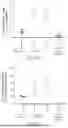 Fig. 07 - METHOD OF AMELIORATING A PRO-INFLAMMATORY IMMUNOPHENOTYPE IN FARBER DISEASE SUBJECTS BY REPEATED ADMINISTRATION OF A RECOMBINANT HUMAN ACID CERAMIDASE