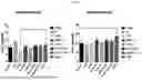 Fig. 24 - COMPOSITION FOR PREVENTING OR TREATING CANCER, AND METHOD FOR PREVENTING OR TREATING CANCER BY USING SAME, HAVING ABSCOPAL EFFECT