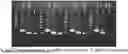 Fig. 01 - NOVEL BACILLUS VELEZENSIS STRAIN PRODUCING MORANOLINE AND USES THEREOF