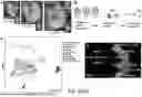 Fig. 02 - IMPROVED METHODS OF PREPARING DIFFERENT MESODERM CELL TYPES