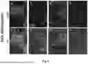 Fig. 07 - ENHANCING NEURONAL DIFFERENTIATION OF VENTRAL MIDBRAIN NEURAL PROGENITOR CELLS