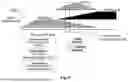 Fig. 09 - ENHANCING NEURONAL DIFFERENTIATION OF VENTRAL MIDBRAIN NEURAL PROGENITOR CELLS