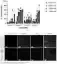 Fig. 03 - 3D Bioprinted Tissues and Screening Assays Therewith