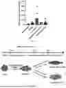 Fig. 09 - 3D Bioprinted Tissues and Screening Assays Therewith