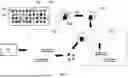 Fig. 08 - LIGATION DEPENDENT DUAL 3'/5' ASSAY FOR SPATIAL AND/OR SINGLE CELL APPLICATIONS
