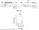 Fig. 09 - COMPOSITIONS AND METHOD FOR THE TREATMENT OF X-LINKED DYSTONIA PARKINSONISM