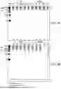 Fig. 07 - Programmable Cleavage of RNA
