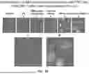 Fig. 45 - EXTRACELLULAR VESICLES FROM MICROALGAE, THEIR USE FOR VACCINES AND FOR IMMUNOMODULATION
