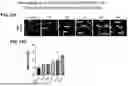 Fig. 49 - EXTRACELLULAR VESICLES FROM MICROALGAE, THEIR USE FOR VACCINES AND FOR IMMUNOMODULATION
