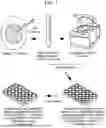 Fig. 02 - Methods of Producing and Using Avian Embryonic Stem Cells and Avian Telencephalic Organoids