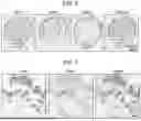 Fig. 05 - Methods of Producing and Using Avian Embryonic Stem Cells and Avian Telencephalic Organoids