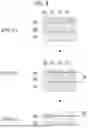 Fig. 06 - OPTICAL MEMBER AND METHOD OF PRODUCING OPTICAL MEMBER