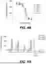 Fig. 04 - ANTIBODY CAPABLE OF BINDING TO THYMIC STROMAL LYMPHOPOIETIN AND USE THEROF