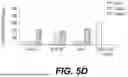 Fig. 06 - ANTIBODY CAPABLE OF BINDING TO THYMIC STROMAL LYMPHOPOIETIN AND USE THEROF
