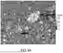 Fig. 10 - METHODS OF PRODUCING A TISSUE DERIVED EXTRACELLULAR MATRIX HYDROGEL