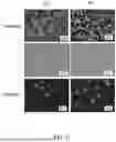 Fig. 16 - METHODS OF PRODUCING A TISSUE DERIVED EXTRACELLULAR MATRIX HYDROGEL
