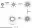 Fig. 07 - BROAD SPECTRUM NANOZYMES