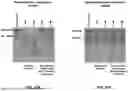 Fig. 40 - BROAD SPECTRUM NANOZYMES