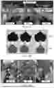Fig. 02 - MODIFIED PLANTS AND SEEDS WITH ENHANCED PHYSIOLOGICAL PERFORMANCE AND ENVIRONMENTAL STRESS RESISTANCE