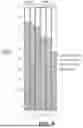 Fig. 09 - COMPOSITIONS TO MODULATE THE GUT MICROBIOTA AND TO MANAGE WEIGHT