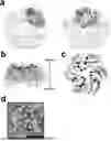 Fig. 01 - POLYPEPTIDES SELF-ASSEMBLING INTO NANOPARTICLES
