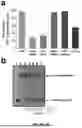 Fig. 08 - POLYPEPTIDES SELF-ASSEMBLING INTO NANOPARTICLES
