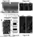 Fig. 22 - COMPOSITIONS AND METHODS FOR MICROGLIA REPLACEMENT THERAPY