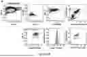 Fig. 48 - COMPOSITIONS AND METHODS FOR MICROGLIA REPLACEMENT THERAPY