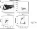 Fig. 49 - COMPOSITIONS AND METHODS FOR MICROGLIA REPLACEMENT THERAPY
