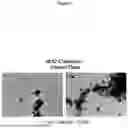 Fig. 07 - METHOD FOR PRODUCING HIGH YIELD AND HIGH QUALITY RECOMBINANT ADENO-ASSOCIATED VIRUS