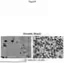 Fig. 09 - METHOD FOR PRODUCING HIGH YIELD AND HIGH QUALITY RECOMBINANT ADENO-ASSOCIATED VIRUS