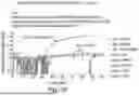 Fig. 43 - RECOMBINASE POLYMERASE AMPLIFICATION