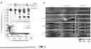 Fig. 02 - A METHOD FOR PREDICTING THE RESPONSE OF METASTASES TO IMMUNOTHERAPY IN A METASTATIC COLORECTAL CANCER PATIENT