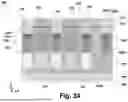 Fig. 35 - OPTICAL WAVEGUIDE APPARATUS AND METHOD OF FABRICATION THEREOF