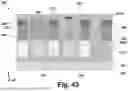 Fig. 44 - OPTICAL WAVEGUIDE APPARATUS AND METHOD OF FABRICATION THEREOF