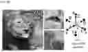 Fig. 22 - HOLOGRAPHIC DISPLAY AND METHOD FOR GENERATING A HOLOGRAM