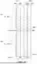 Fig. 06 - APPARATUSES AND METHODS FOR DISTRIBUTING AND PROVIDING DATA PROTECTION FOR AUXILIARY DATA