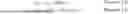 Fig. 18 - DETERMINING A COMMON SECRET FOR THE SECURE EXCHANGE OF INFORMATION AND HIERARCHICAL, DETERMINISTIC CRYPTOGRAPHIC KEYS