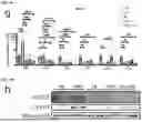 Fig. 35 - Compositions and Methods for Treating Metabolic Disorders